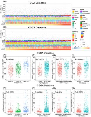 High expression of SIGLEC7 may promote M2-type macrophage polarization leading to adverse prognosis in glioma patients